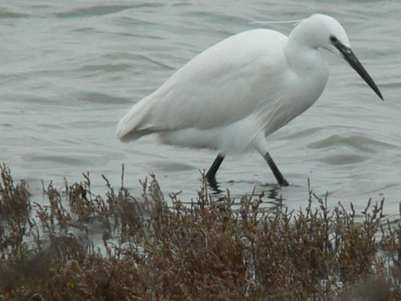 2008_12_Camargue_04 Les Saintes Maries_17.jpg
